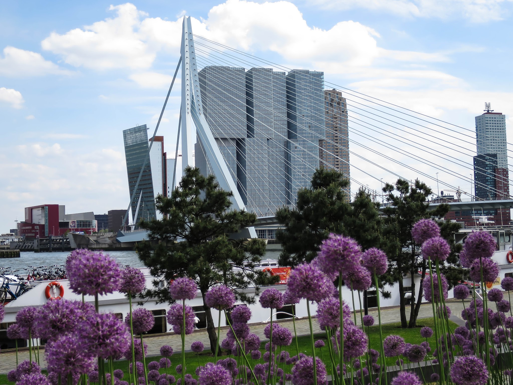 Erasmusbrug 照片 6